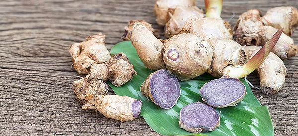 Black Ginger Kaempferia Parviflora